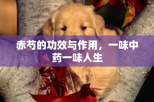 赤芍的功效與作用，一味中藥一味人生