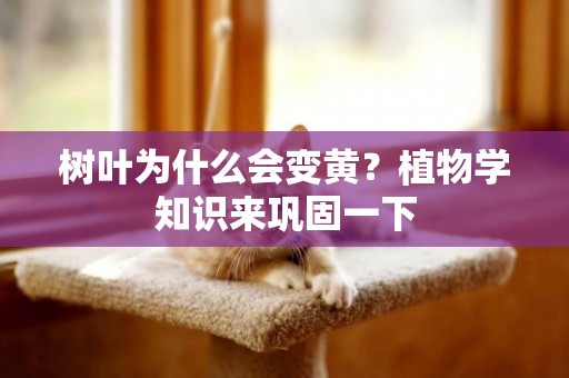 樹葉為什么會變黃？植物學知識來鞏固一下
