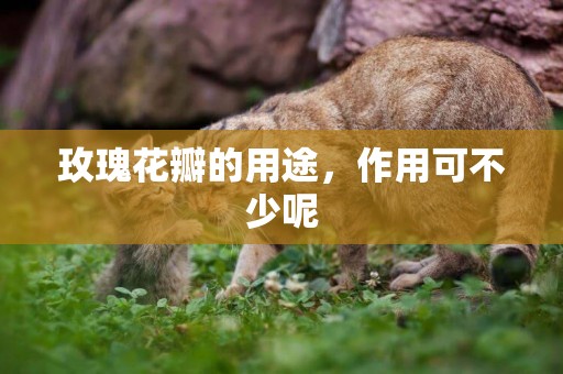 玫瑰花瓣的用途，作用可不少呢