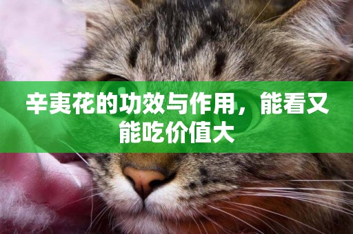 辛夷花的功效與作用，能看又能吃價值大