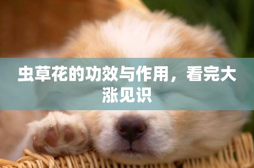 蟲草花的功效與作用，看完大漲見識