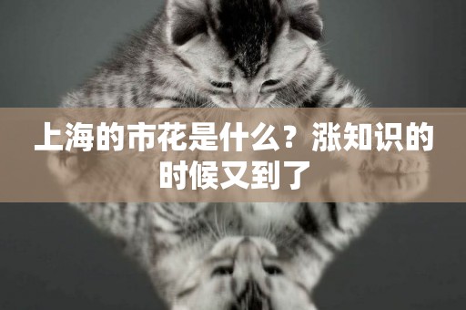 上海的市花是什么？漲知識的時候又到了