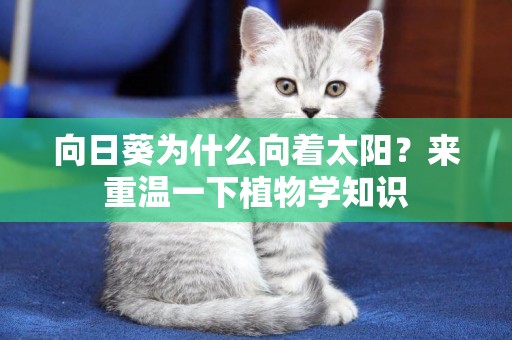 向日葵為什么向著太陽？來重溫一下植物學知識