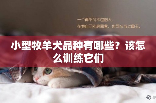 小型牧羊犬品種有哪些？該怎么訓練它們