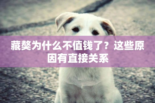 藏獒為什么不值錢了？這些原因有直接關系