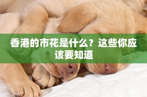 香港的市花是什么？這些你應該要知道