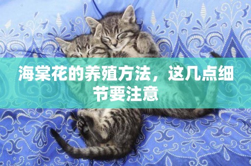 海棠花的養殖方法，這幾點細節要注意