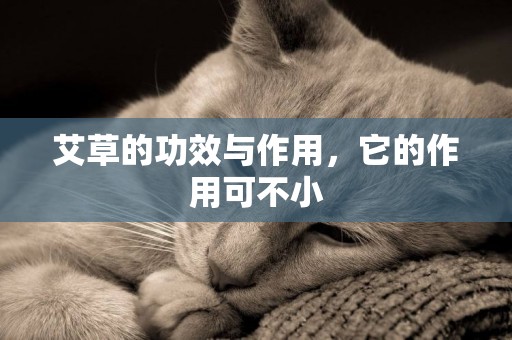 艾草的功效與作用，它的作用可不小