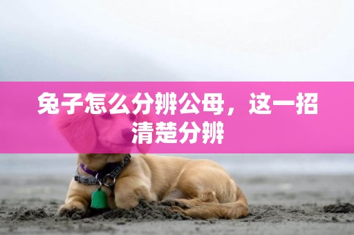 兔子怎么分辨公母，這一招清楚分辨