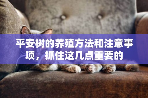 平安樹的養殖方法和注意事項，抓住這幾點重要的