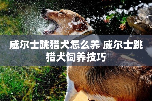 威爾士跳獵犬怎么養 威爾士跳獵犬飼養技巧