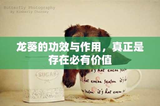龍葵的功效與作用，真正是存在必有價值