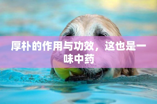 厚樸的作用與功效，這也是一味中藥