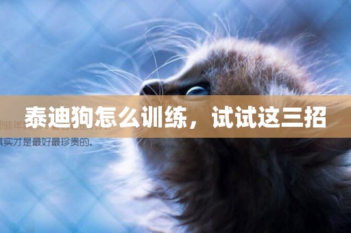 泰迪狗怎么訓練，試試這三招