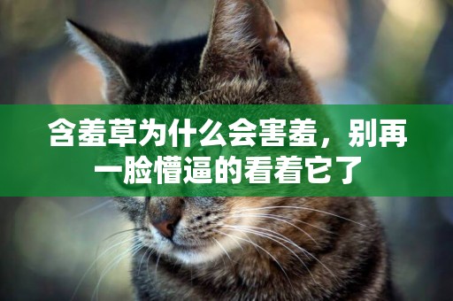 含羞草為什么會害羞，別再一臉懵逼的看著它了