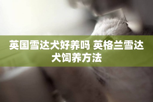 英國雪達犬好養嗎 英格蘭雪達犬飼養方法