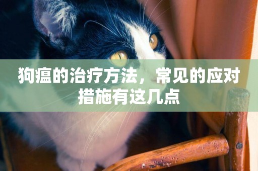 狗瘟的治療方法，常見的應對措施有這幾點