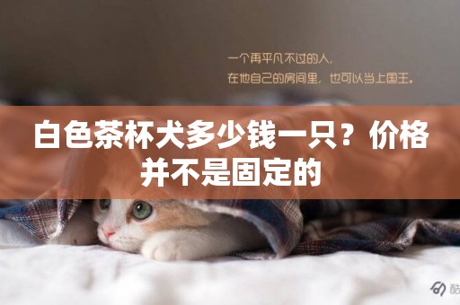 白色茶杯犬多少錢一只？價格并不是固定的