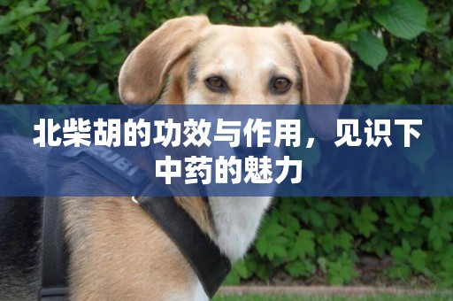 北柴胡的功效與作用，見識下中藥的魅力