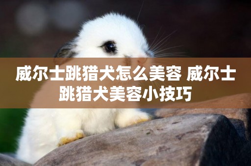 威爾士跳獵犬怎么美容 威爾士跳獵犬美容小技巧