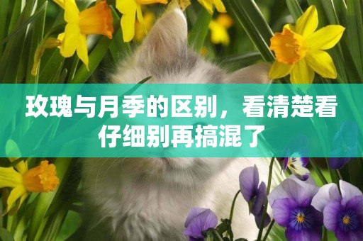 玫瑰與月季的區別，看清楚看仔細別再搞混了