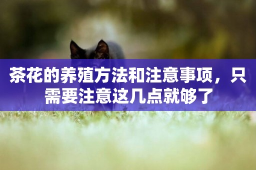 茶花的養殖方法和注意事項，只需要注意這幾點就夠了