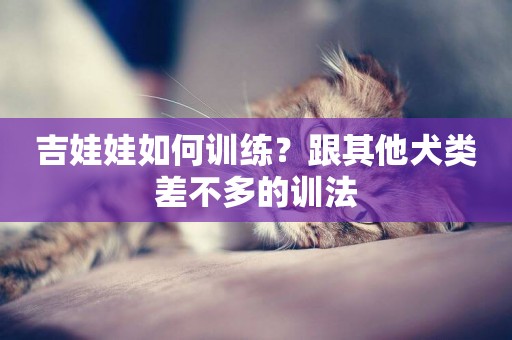 吉娃娃如何訓練？跟其他犬類差不多的訓法