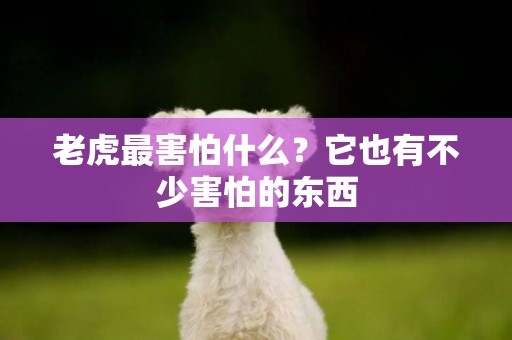 老虎最害怕什么？它也有不少害怕的東西