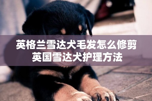 英格蘭雪達犬毛發怎么修剪 英國雪達犬護理方法
