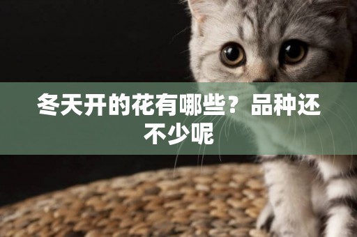 冬天開的花有哪些？品種還不少呢