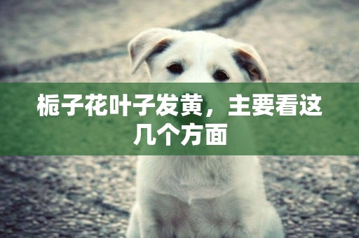梔子花葉子發黃，主要看這幾個方面