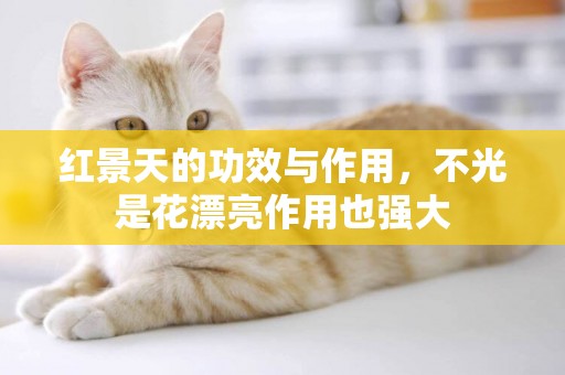 紅景天的功效與作用，不光是花漂亮作用也強大