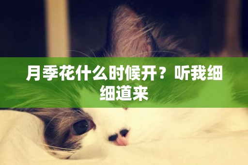 月季花什么時候開？聽我細細道來