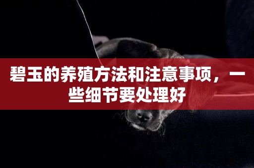 碧玉的養殖方法和注意事項，一些細節要處理好
