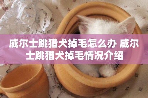 威爾士跳獵犬掉毛怎么辦 威爾士跳獵犬掉毛情況介紹