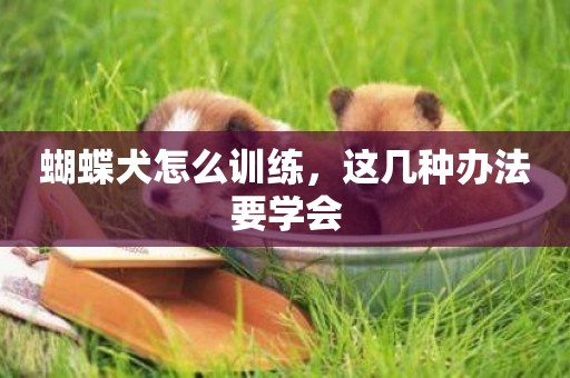 蝴蝶犬怎么訓練，這幾種辦法要學會
