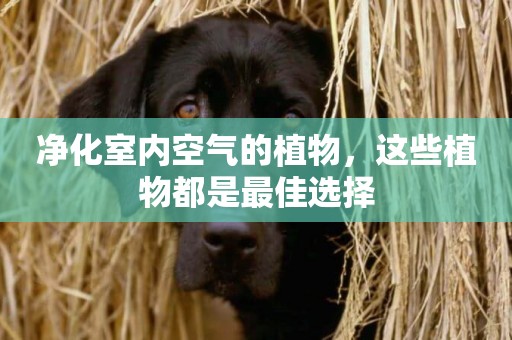 凈化室內空氣的植物，這些植物都是最佳選擇
