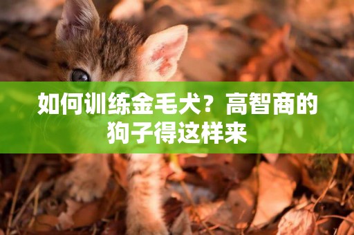 如何訓練金毛犬？高智商的狗子得這樣來