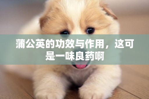 蒲公英的功效與作用，這可是一味良藥啊
