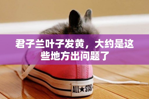 君子蘭葉子發黃，大約是這些地方出問題了