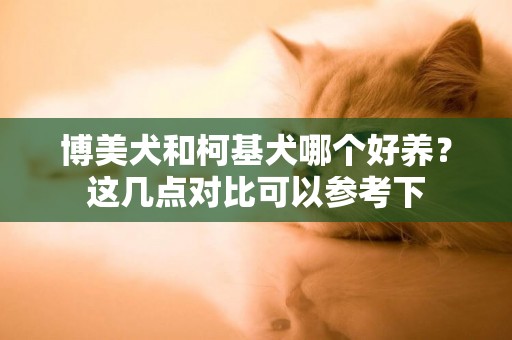 博美犬和柯基犬哪個好養？這幾點對比可以參考下