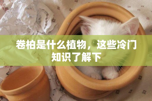 卷柏是什么植物，這些冷門知識了解下