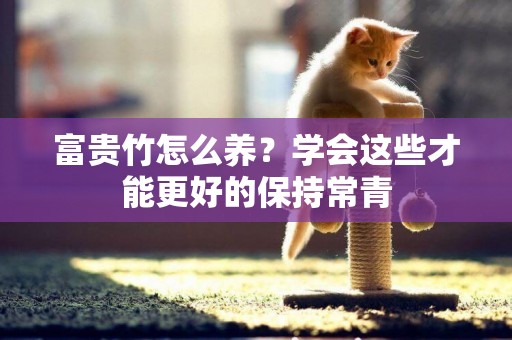富貴竹怎么養？學會這些才能更好的保持常青