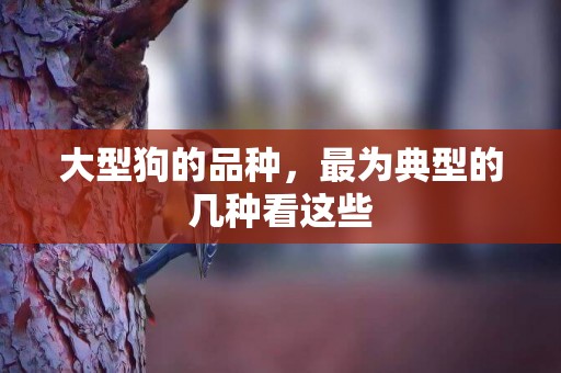 大型狗的品種，最為典型的幾種看這些