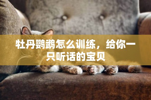 牡丹鸚鵡怎么訓練，給你一只聽話的寶貝