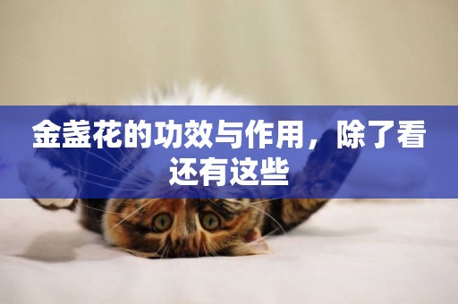 金盞花的功效與作用，除了看還有這些