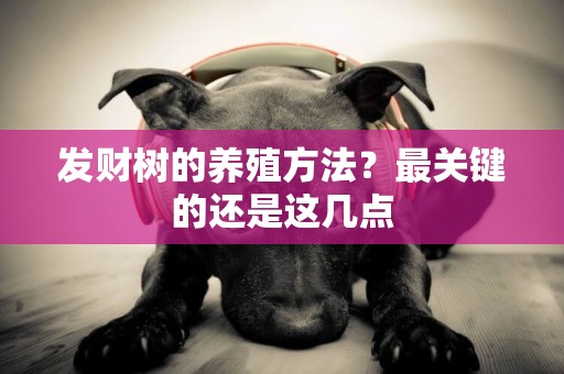 發財樹的養殖方法？最關鍵的還是這幾點