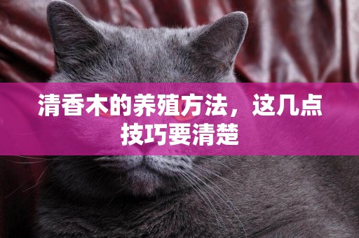 清香木的養殖方法，這幾點技巧要清楚