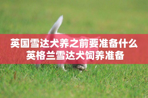 英國雪達犬養之前要準備什么 英格蘭雪達犬飼養準備