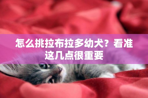 怎么挑拉布拉多幼犬？看準這幾點很重要